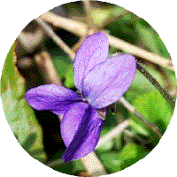 Bflower