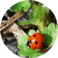 Lbird