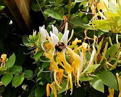Bee have