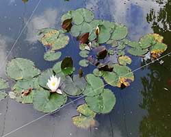 Lilly pad
